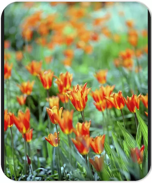 Tulips N060105