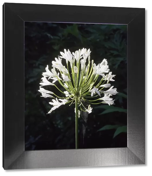 Agapanthus flower a023560