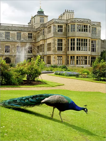 Peacock at Audley End N071337