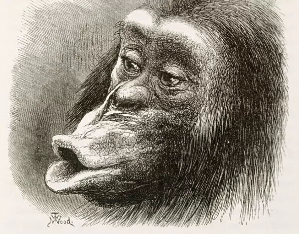 Chimpanzee. Illustration from Expression of Emotions... by Darwin K970320