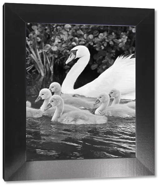 Swan and cygnets a064278