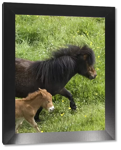 Shetland ponies DP049441