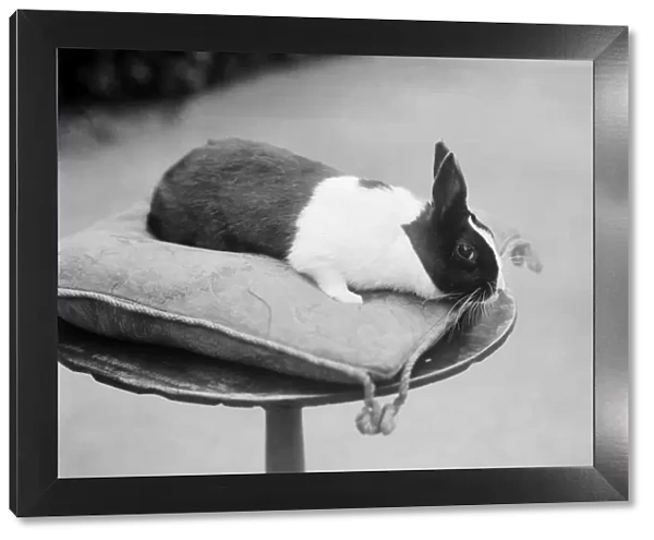 Rabbit on a cushion BB98_01878