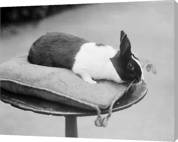 Rabbit on a cushion BB98_01878