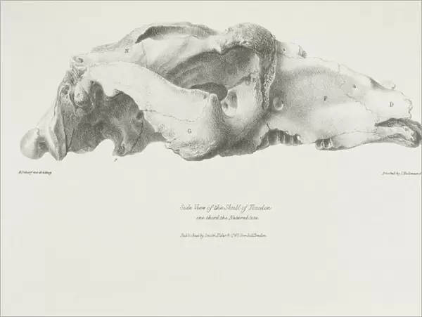 Skull of Toxodon K030053