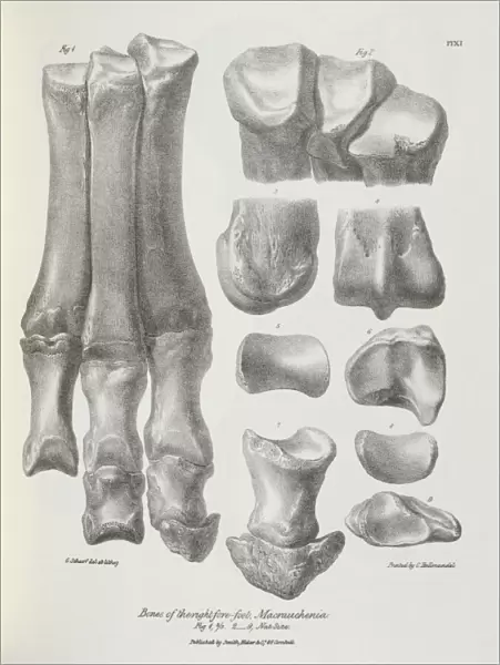 Bones of the right fore-foot, Macrauchenia K030054