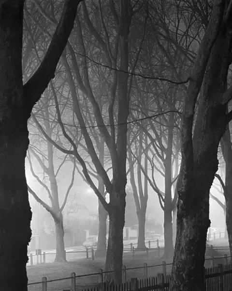 Trees in the mist a071854