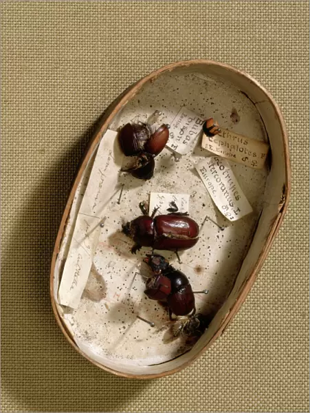 Box containing beetles J970133