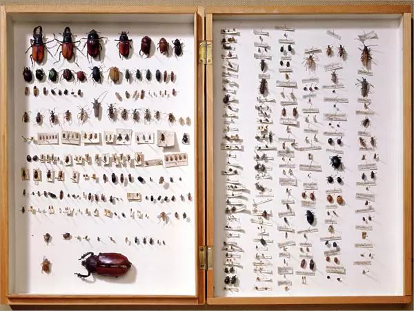 Beetle display case J970134