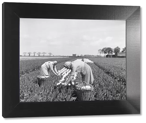 Tulip picking, Lincolnshire a98_09310