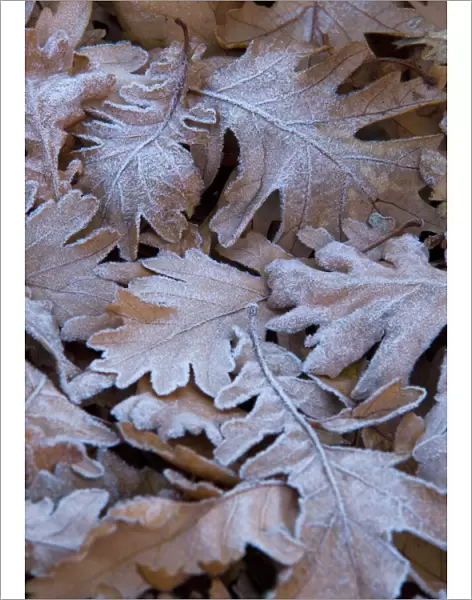 Oak leaves N080968