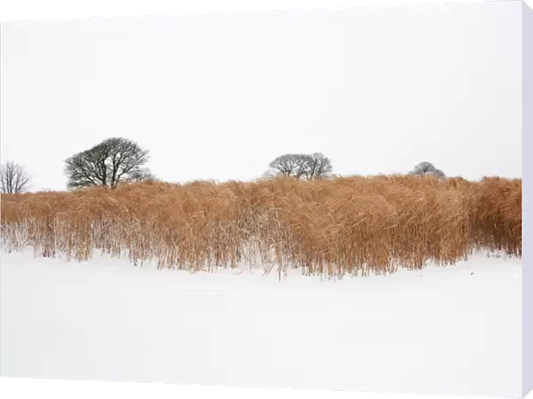 Elephant grass in snow N100016