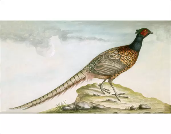Pheasant M981009