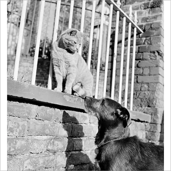 Cat and dog a072439