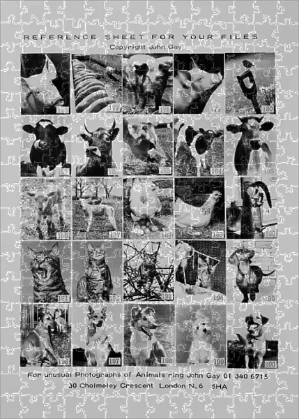 Animal montage a088041