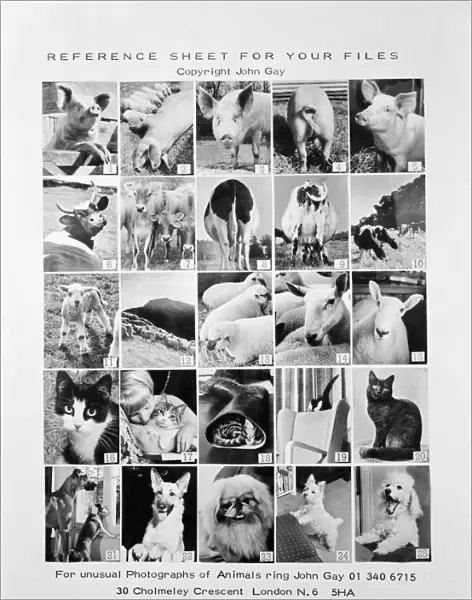Animal montage a093111