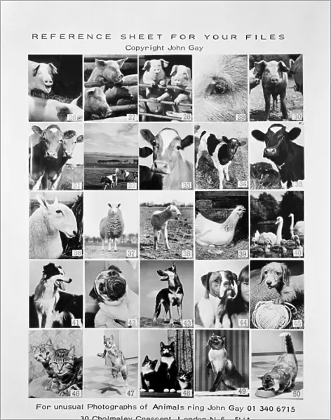 Animal montage a093112