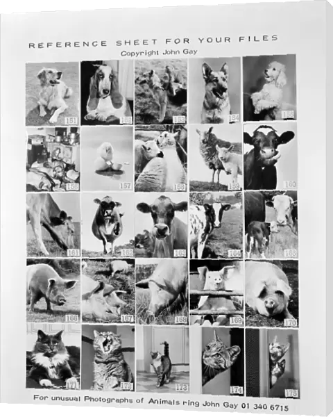Animal montage a093117