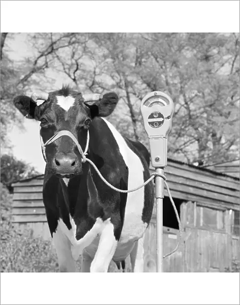 Friesian cow a067430