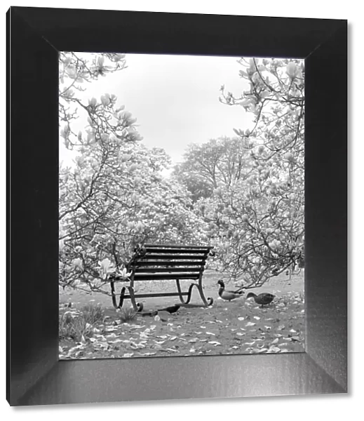 Bench, Kew Gardens a064198