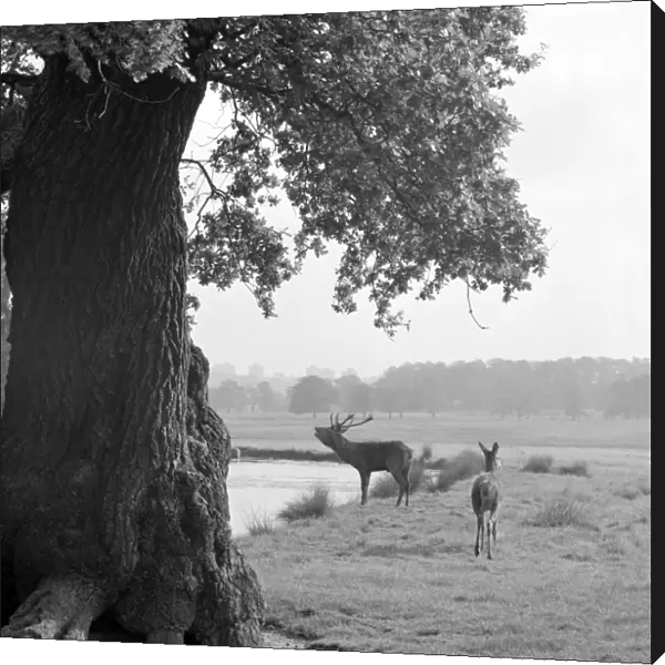 Deer in Richmond Park a064115