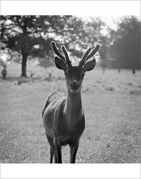 Young red deer stag a064445