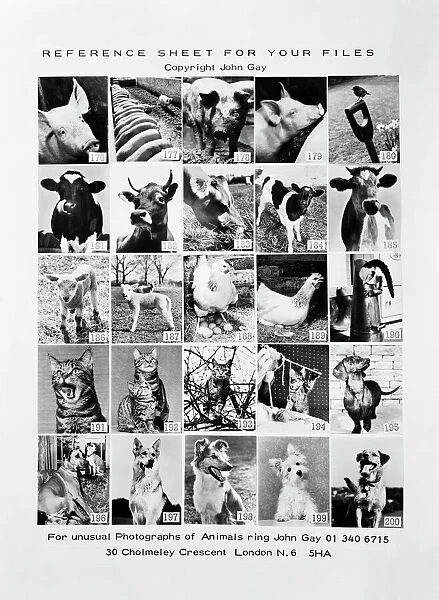 Animal montage a088041