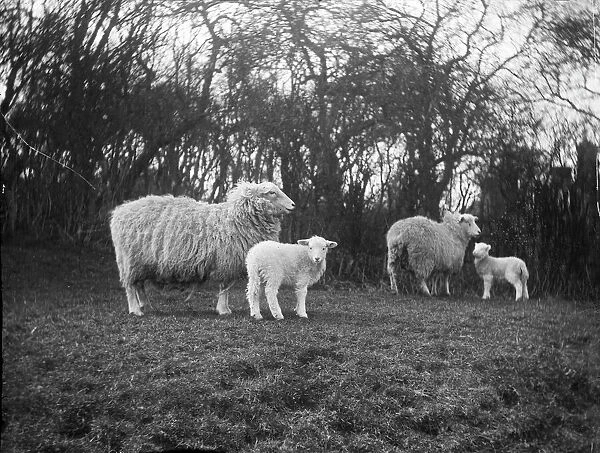Ewes and lambs MCF01_02_0007