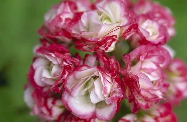 Pelargonium Apple Blossom Rosebud M070286