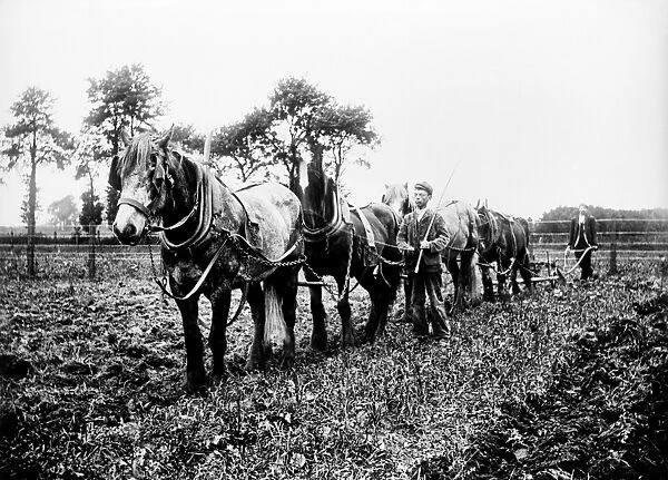 Ploughing, Buckinghamshire BB98_10630
