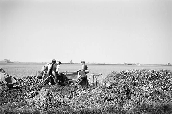 Potato riddling, Norfolk a98_09647