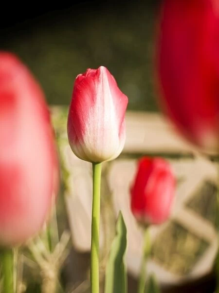 Tulips N071206
