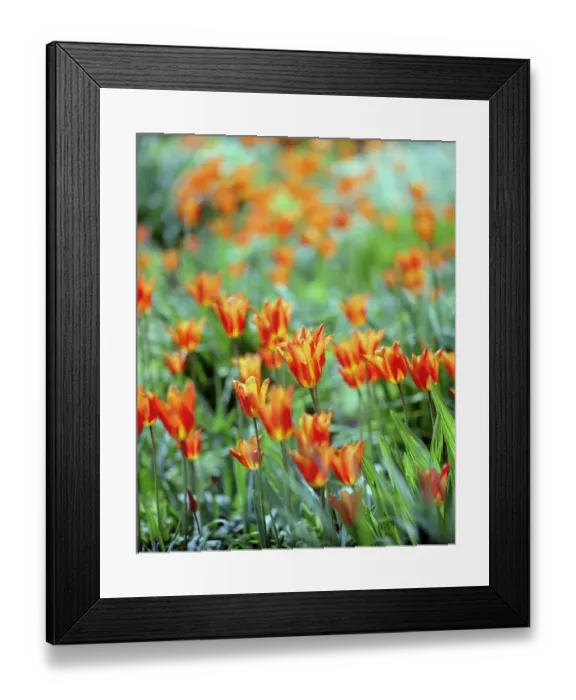 Framed Print : Tulips N060105 Framed Print : Tulips N060105