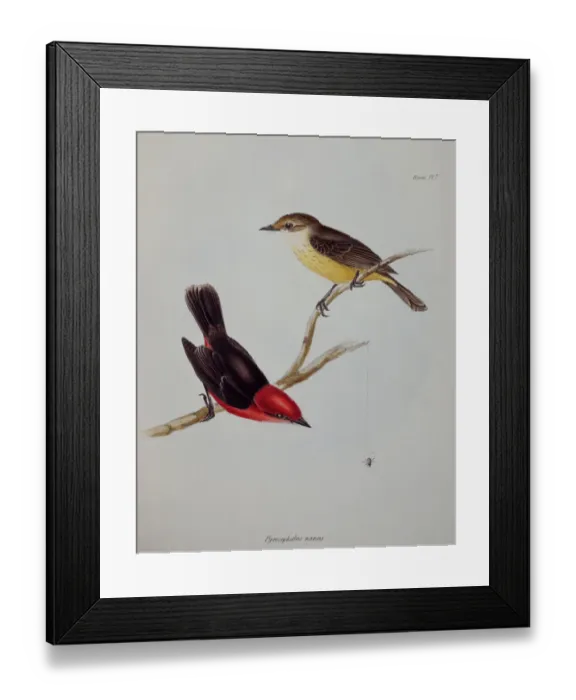 Framed Print : Galapagos finch J970104