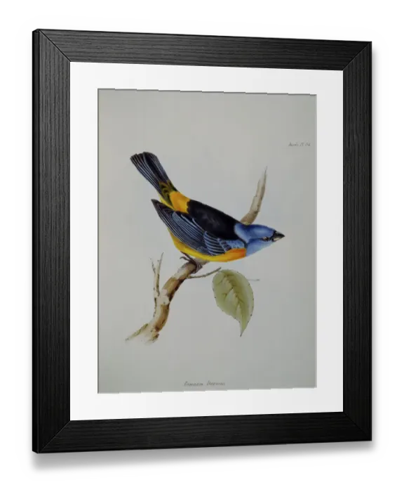 Framed Print : Galapagos finch J970105