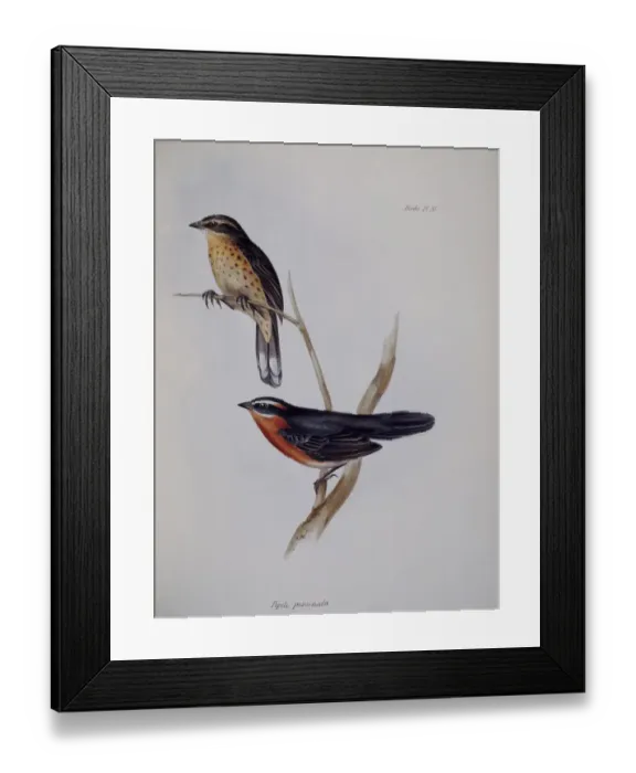 Framed Print : Galapagos finch J970106 Framed Print : Galapagos finch J970106
