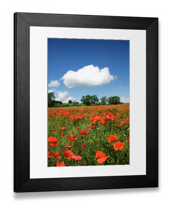 Framed Print : Poppy field N071385