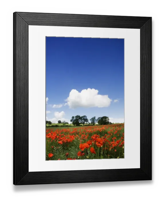 Framed Print : Poppy field N071386