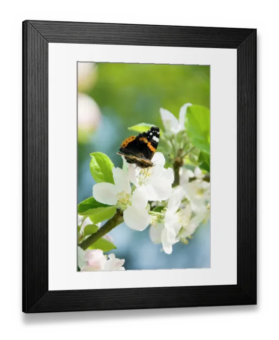 Framed Print : Blossom and butterfly N071458