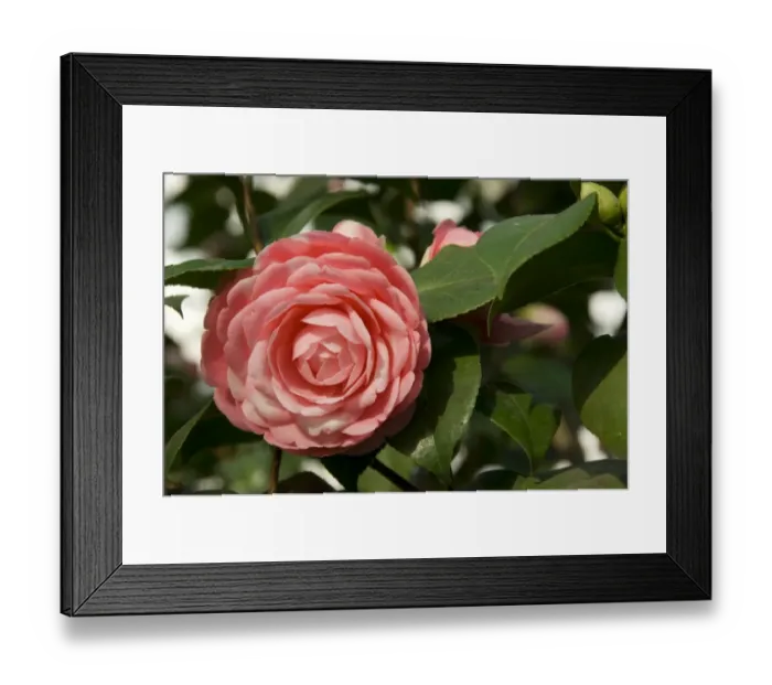 Framed Print : Camelia flower N080095