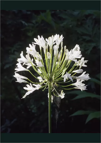 Agapanthus flower a023560