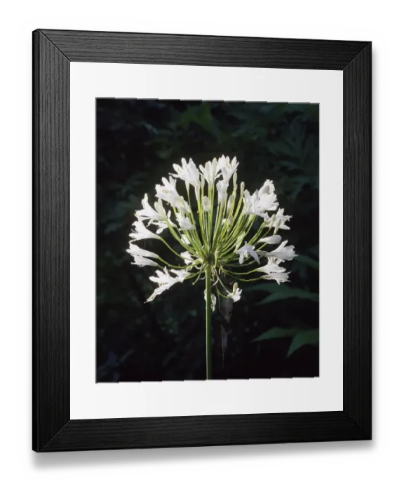 Framed Print : Agapanthus flower a023560