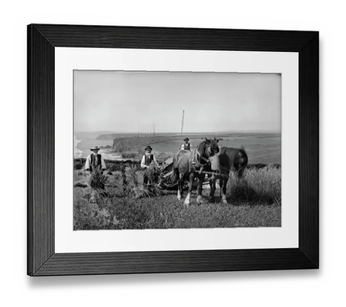 Framed Print : Harvesting at Trenance BB98_06122 Framed Print : Harvesting at Trenance BB98_06122