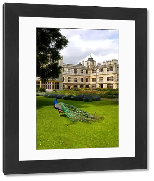 Peacock at Audley End N071334