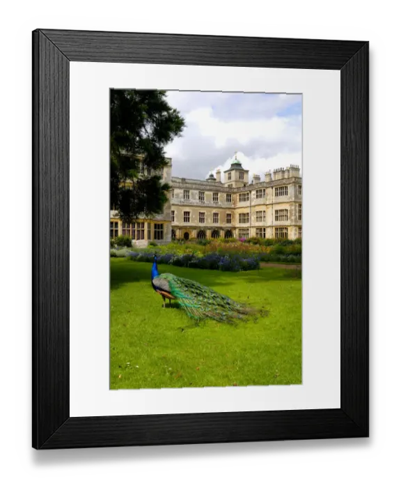 Framed Print : Peacock at Audley End N071334 Framed Print : Peacock at Audley End N071334