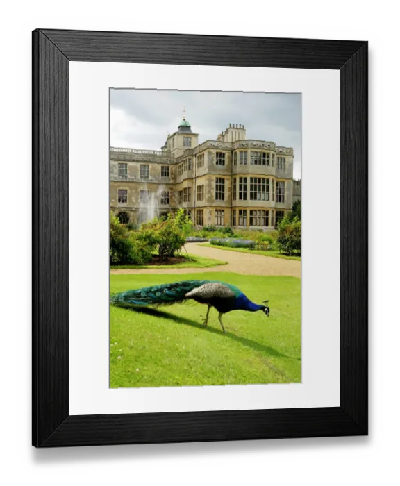 Framed Print : Peacock at Audley End N071337