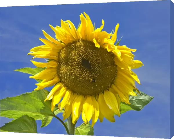 Sunflower DP068840