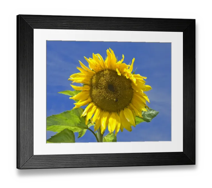 Framed Print : Sunflower DP068840