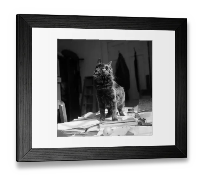 Framed Print : Cat desk a092291 Framed Print : Cat desk a092291