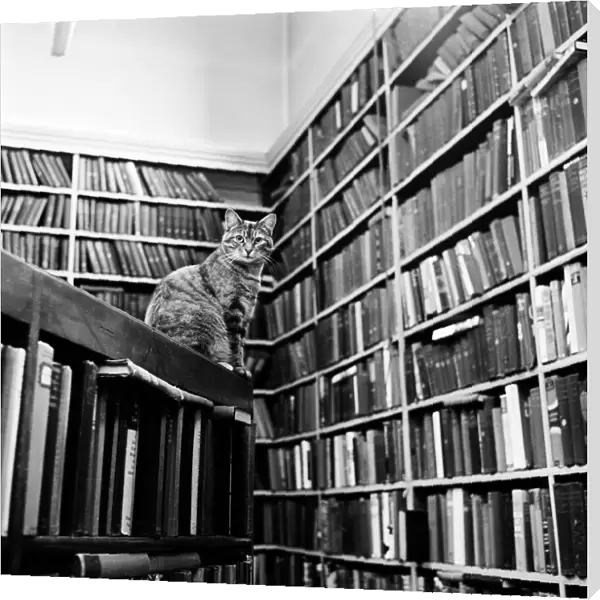 Cat librarian a066277
